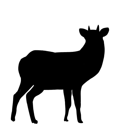 カモシカゼミナール